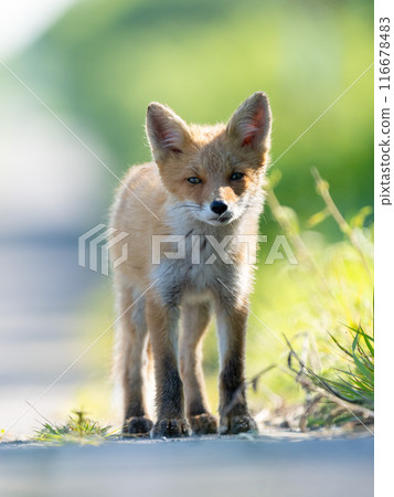 Kita fox 116678483