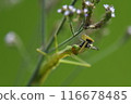 A praying mantis larva that caught a type of bee 116678485