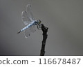 A male white-tailed skimmer resting on the tip of a dead branch 116678487