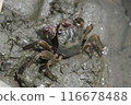 Black-capped crab searching for food 116678488
