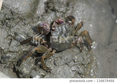 Black-capped crab searching for food 116678488