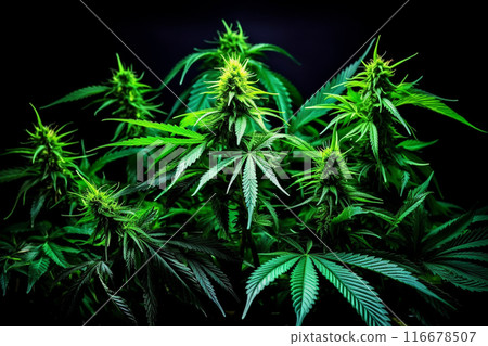 Banner consisting from traditional species marijuana in leaves, Ai generated 116678507