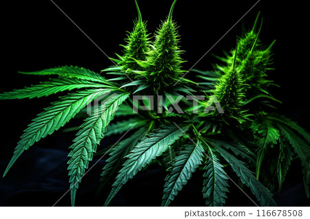 Banner consisting from traditional species marijuana in leaves, Ai generated 116678508