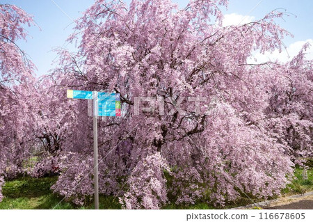 岩手縣立美術館中央公園的垂枝櫻花 岩手縣立美術館中央公園的垂枝櫻花 116678605