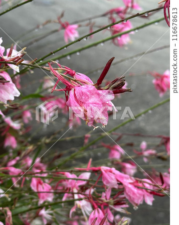 Pink flowers with dew drops on stems. Close-up nature photography. Summertime floral concept for greeting card and invitation design Pink flowers with dew drops on stems. Close-up nature photography. Summertime floral concept for greeting card and invitation design 116678613