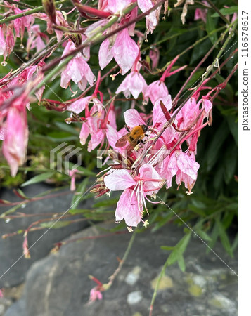 A Bee and Pink Flowers with green leaves and stones in the background. Close-up nature photography. Summertime floral concept for web, print and more design 116678617