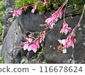 A Pink Flowers and Bee, who drinks nectar, with stones and green leaves in the background.Close-up nature photography. Summertime floral concept for web, print and more design 116678624