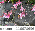 A Pink Flowers and Bee with Pollen, with stones and green leaves in the background.Close-up nature photography. Summertime floral concept for web, print and more design. 116678656