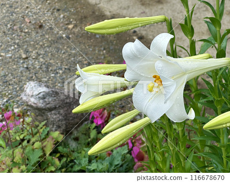 White Lilies with Raindrops on petals during rainy season with garden stones in the background. Close-up nature photography. Floral concept for web, print and more design White Lilies with Raindrops on petals during rainy season with garden stones in the background. Close-up nature photography. Floral concept for web, print and more design 116678670