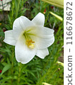 Single White Lilie with Raindrops on Petals during rainy season with green leaves in the background. Close-up nature photography. Floral concept for web, print and more design 116678672