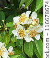 White inflorescence of flowers of a tropical tree with round fruits on a background of green leaves with raindrops.  Close-up nature photography. Floral concept for web, print and more design 116678674
