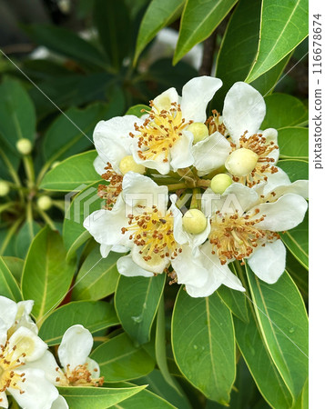 White inflorescence of flowers of a tropical tree with round fruits on a background of green leaves with raindrops. Close-up nature photography. Floral concept for web, print and more design White inflorescence of flowers of a tropical tree with round fruits on a background of green leaves with raindrops. Close-up nature photography. Floral concept for web, print and more design 116678674