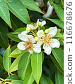 White Flowers of a tropical tree with round fruits on a background of green leaves during rainy season.  Close-up nature photography. Floral concept for web, print and more design 116678676