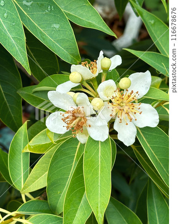 White Flowers of a tropical tree with round fruits on a background of green leaves during rainy season. Close-up nature photography. Floral concept for web, print and more design White Flowers of a tropical tree with round fruits on a background of green leaves during rainy season. Close-up nature photography. Floral concept for web, print and more design 116678676