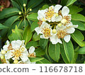 White flowers of a tropical tree with round fruits on a background of green leaves during rainy season.  Close-up nature photography. Floral concept for web, print and more design 116678718