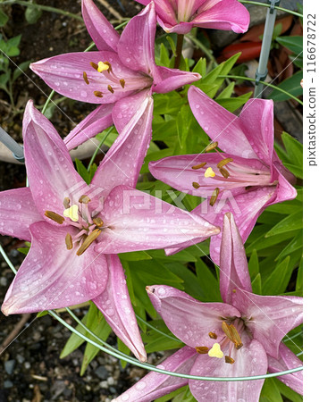 Pink lilies with raindrops on petals during rainy season. Close-up nature photography. Floral concept for web, print and more design Pink lilies with raindrops on petals during rainy season. Close-up nature photography. Floral concept for web, print and more design 116678722