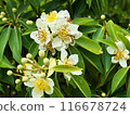 White flowers of a tropical tree with many round fruits on a background of green leaves with raindrops. Close-up nature photography. Floral concept for web, print and more design 116678724