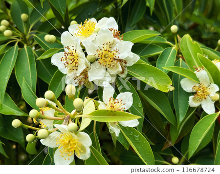 White flowers of a tropical tree with many round fruits on a background of green leaves with raindrops. Close-up nature photography. Floral concept for web, print and more design White flowers of a tropical tree with many round fruits on a background of green leaves with raindrops. Close-up nature photography. Floral concept for web, print and more design 116678724