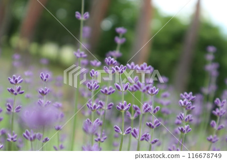 可愛的薰衣草花 116678749
