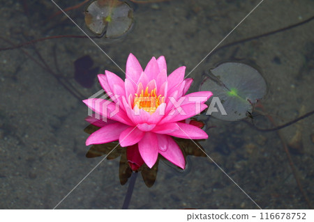 美麗明亮的粉紅色睡蓮 美麗明亮的粉紅色睡蓮 116678752