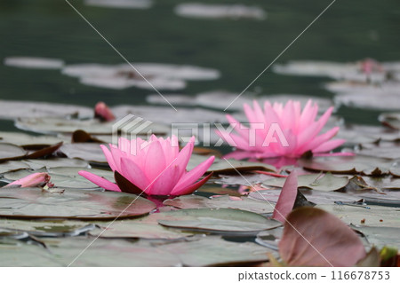 兩朵睡蓮幸福地綻放 116678753