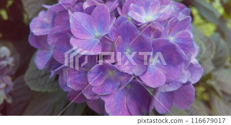 明亮的紫色繡球花 明亮的紫色繡球花 116679017