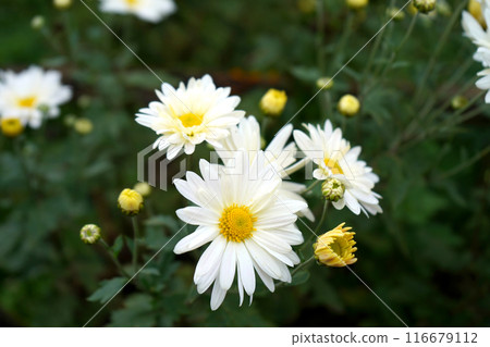 Fresh Blomming Dalmatian pellitory Flower in North Bengal offbeat Village 116679112