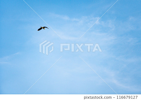 A bird flying in the blue sky A bird flying in the blue sky 116679127