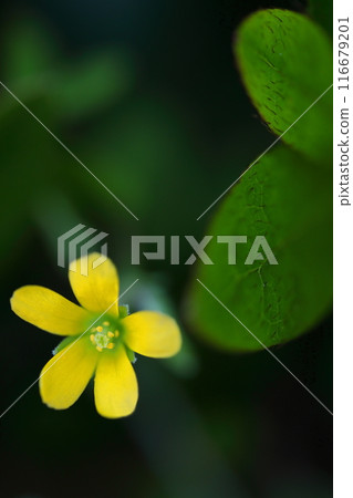 Yellow Kabaki Flower 116679201