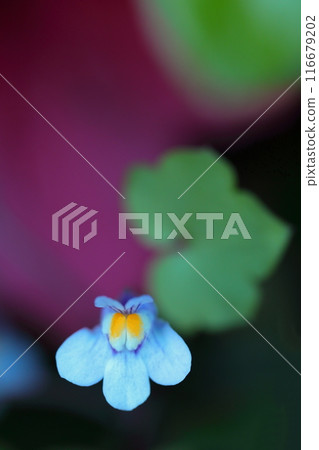 A pretty ivy orchid flower 116679202