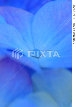 藍色繡球花 116679203