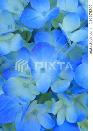 Blue hydrangea flowers Blue hydrangea flowers 116679205