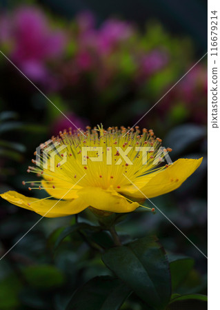 黃色鼠尾草花 黃色鼠尾草花 116679214