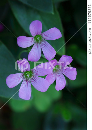漂亮的紫色酢漿草花 116679221