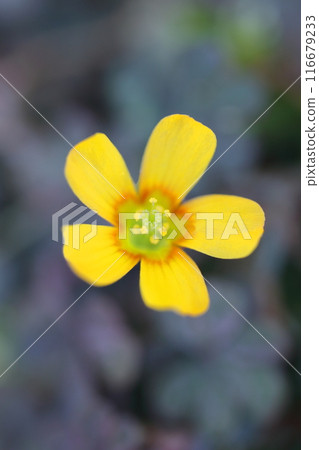 黃色Kabaki花 黃色Kabaki花 116679233