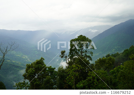 Green forest at East Sikkim Mountain Range Green forest at East Sikkim Mountain Range 116679252
