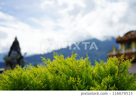 Green Leafy Blur Background 116679515