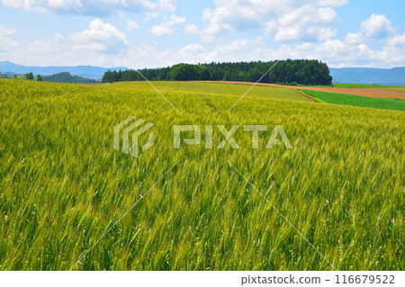 Summer Biei Town Wheat Field Hill Summer Biei Town Wheat Field Hill 116679522
