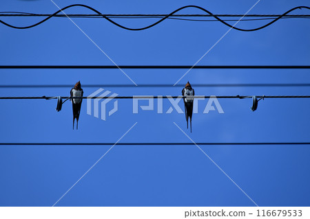 吞下電線的燕子 吞下電線的燕子 116679533