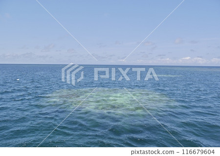 平靜的海面珊瑚 116679604