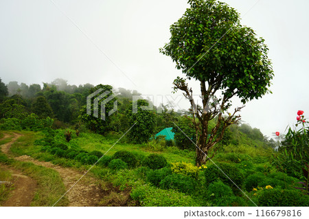 Greenery Background of Mountain Forest at Lungchok 116679816