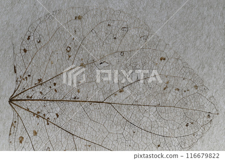 落葉的紋理[背景材質] 116679822