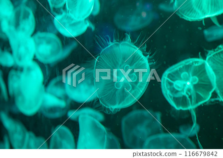 jellyfish in the tank, focus selective jellyfish in the tank, focus selective 116679842