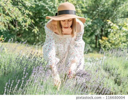 Young woman picking lavender flowers 116680004
