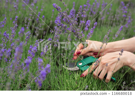 Young  woman picking lavender flowers 116680018