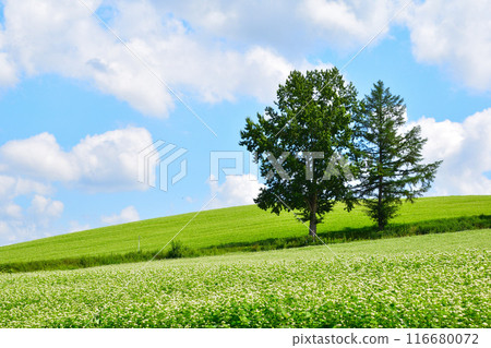 夏天的美瑛之丘 116680072