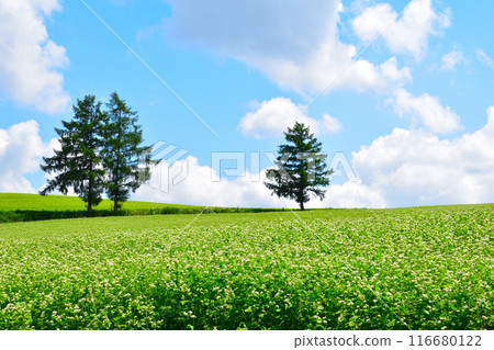 Summer Biei Hills Summer Biei Hills 116680122