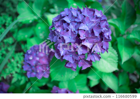 Purple hydrangea 116680599