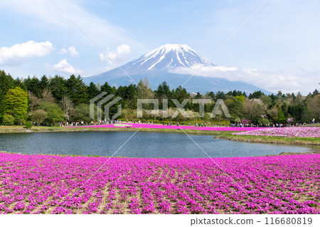 Fuji Shibazakura Festival 2024 116680819