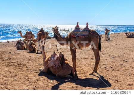 Camels on the shore of the Red Sea in the Gulf of Aqaba. Dahab, Egypt Camels on the shore of the Red Sea in the Gulf of Aqaba. Dahab, Egypt 116680954